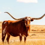 Texas Agricultural